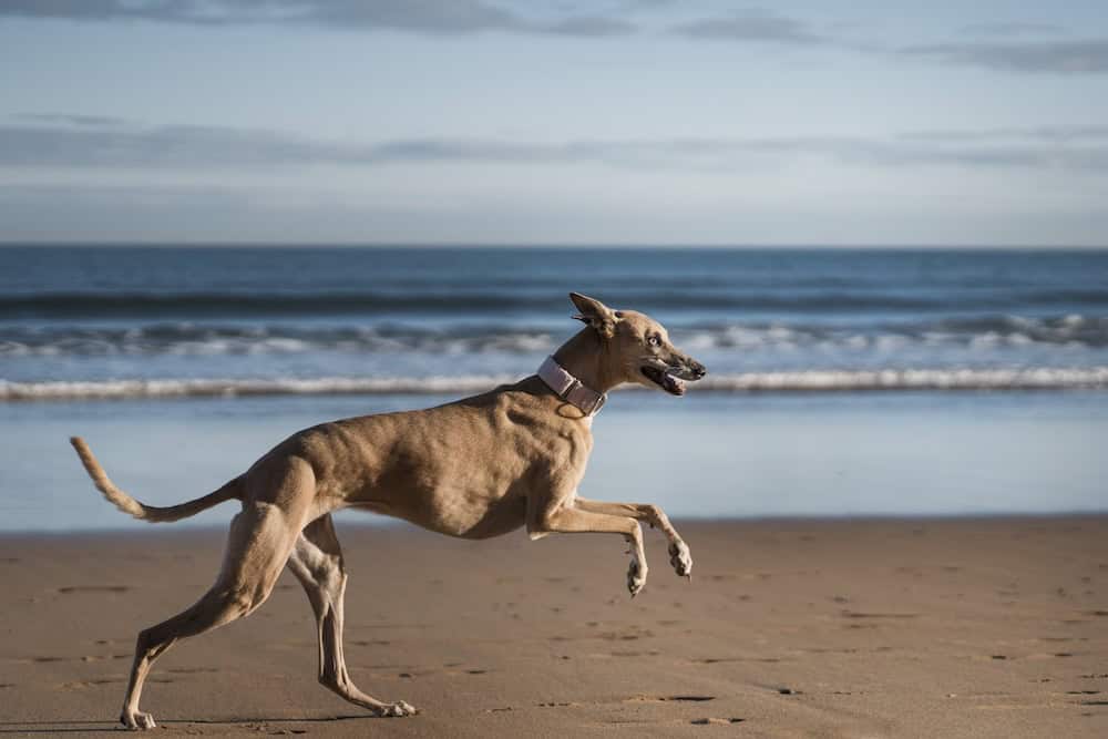 Dog recall training, greyuhound running along a beach