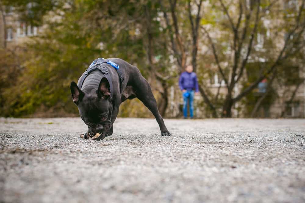 Dog recall training, French Bulldog sniffing the ground