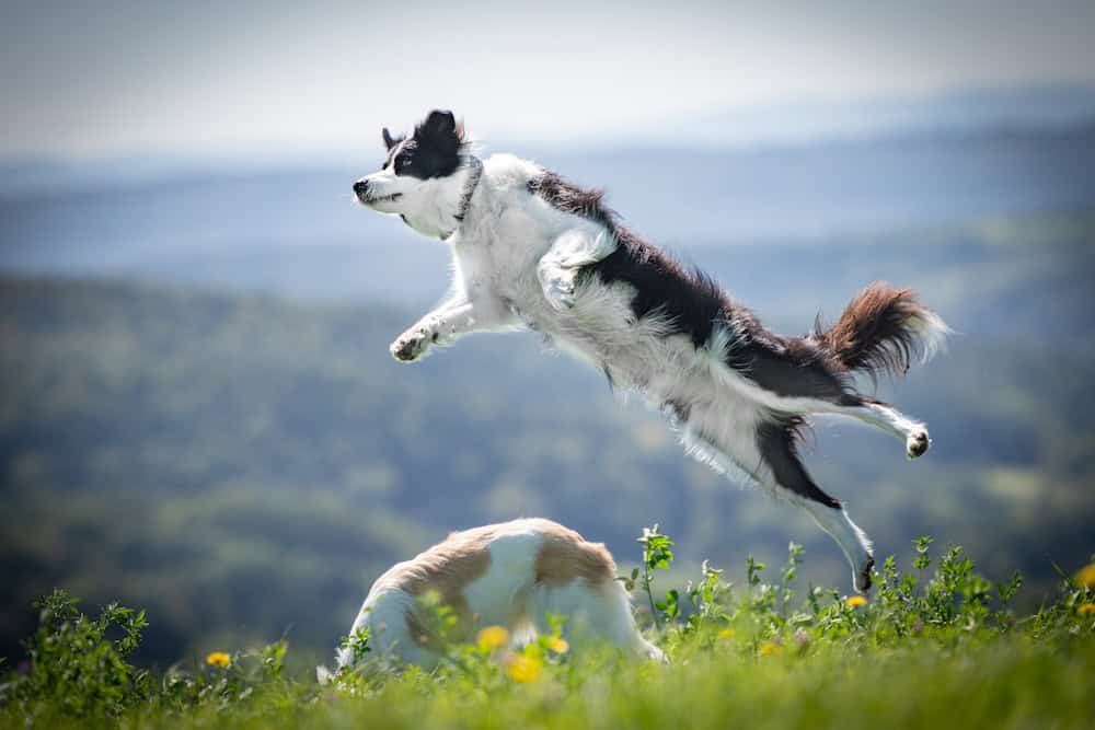 Dog recall training, Collie jumping in the air in long grass