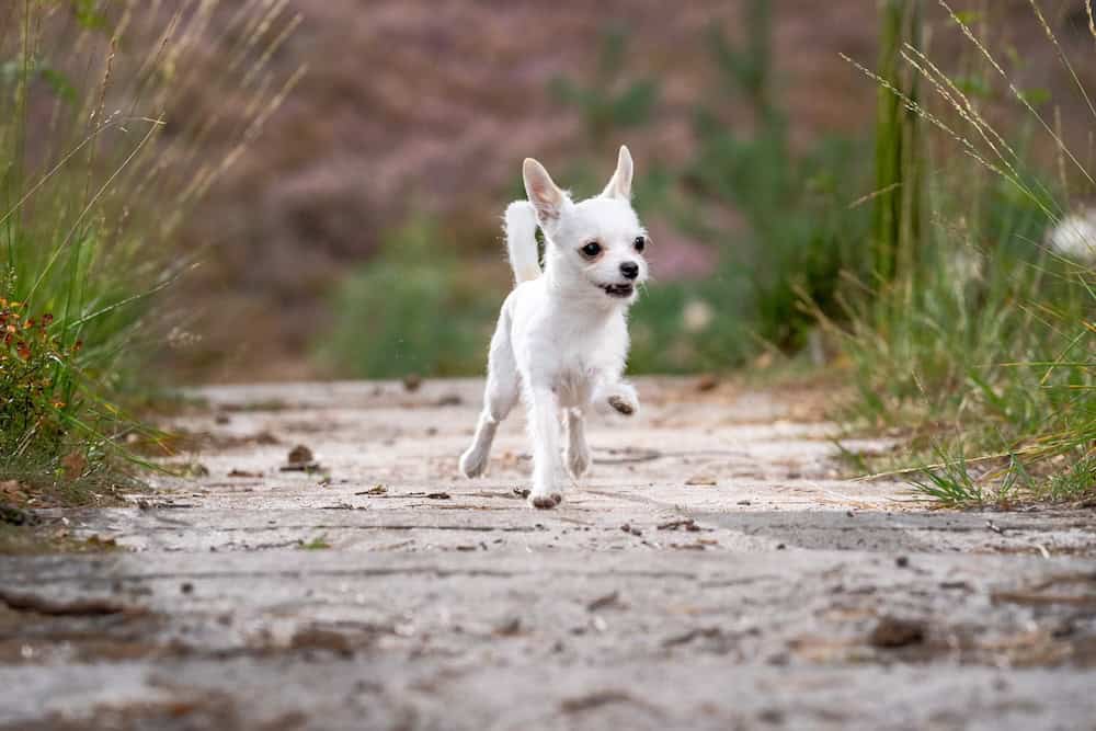 Dog recall training article little white chihuahua running down a path