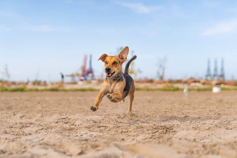 Dog recall training,joyful beagle looking dog running along on the sand