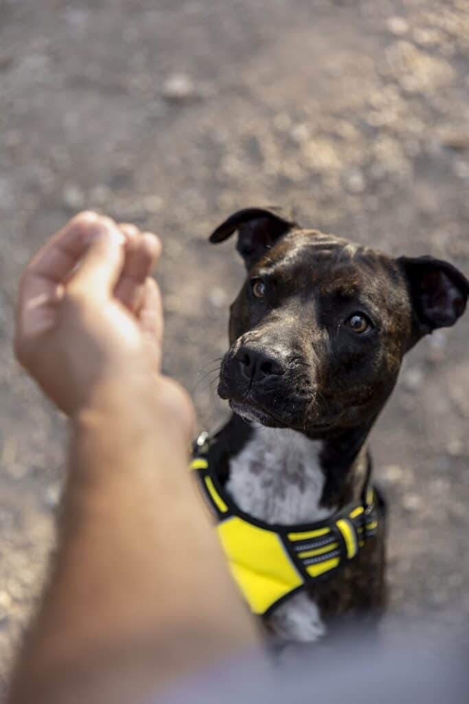 Dog recall training, staffy looking at a treat in the hand