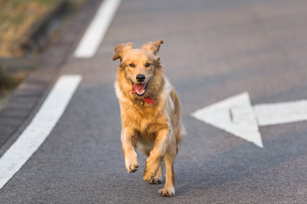 Dog recall training, dog running along a road