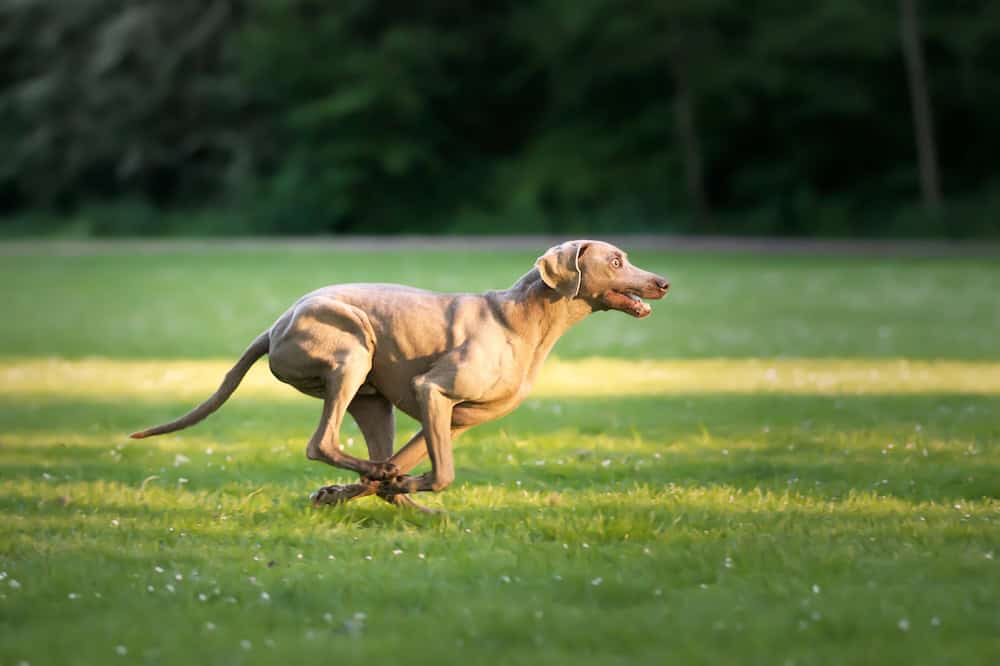 Dog recall training, happy hpr dog Weimaraner running across the grass
