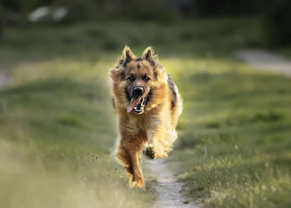 Dog recall training article german shepherd sprinting towards the camera