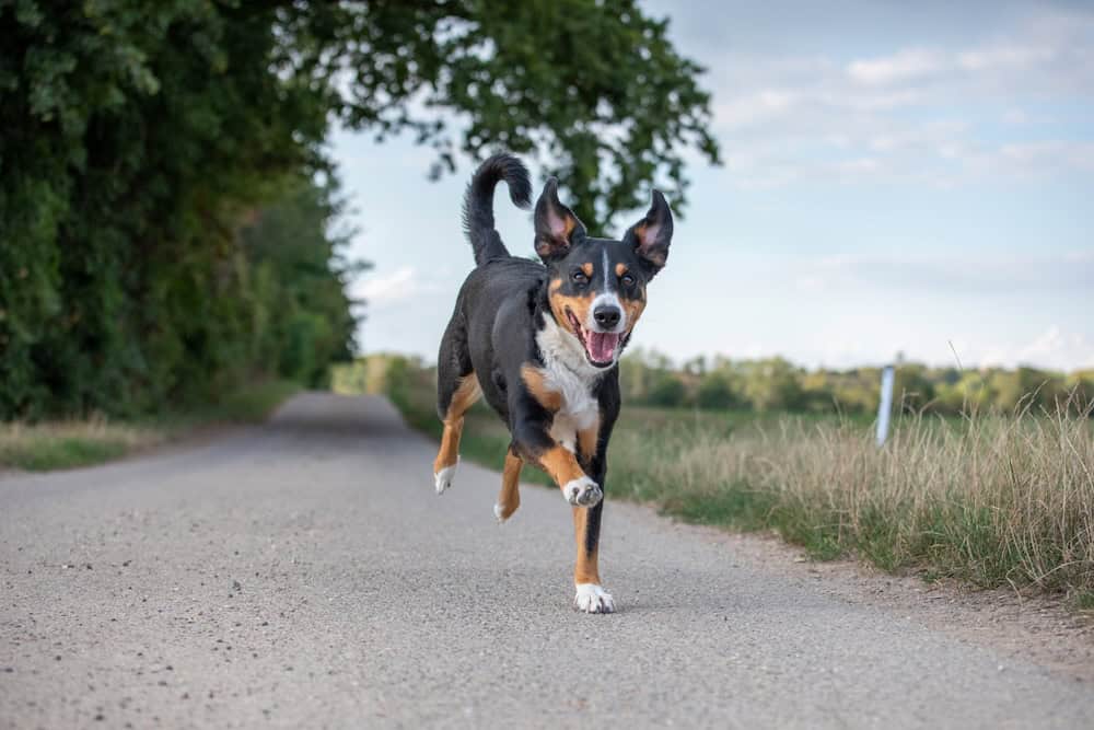 Dog recall training, happy swiss dog Appenzeller Sennenhund running towards the camera