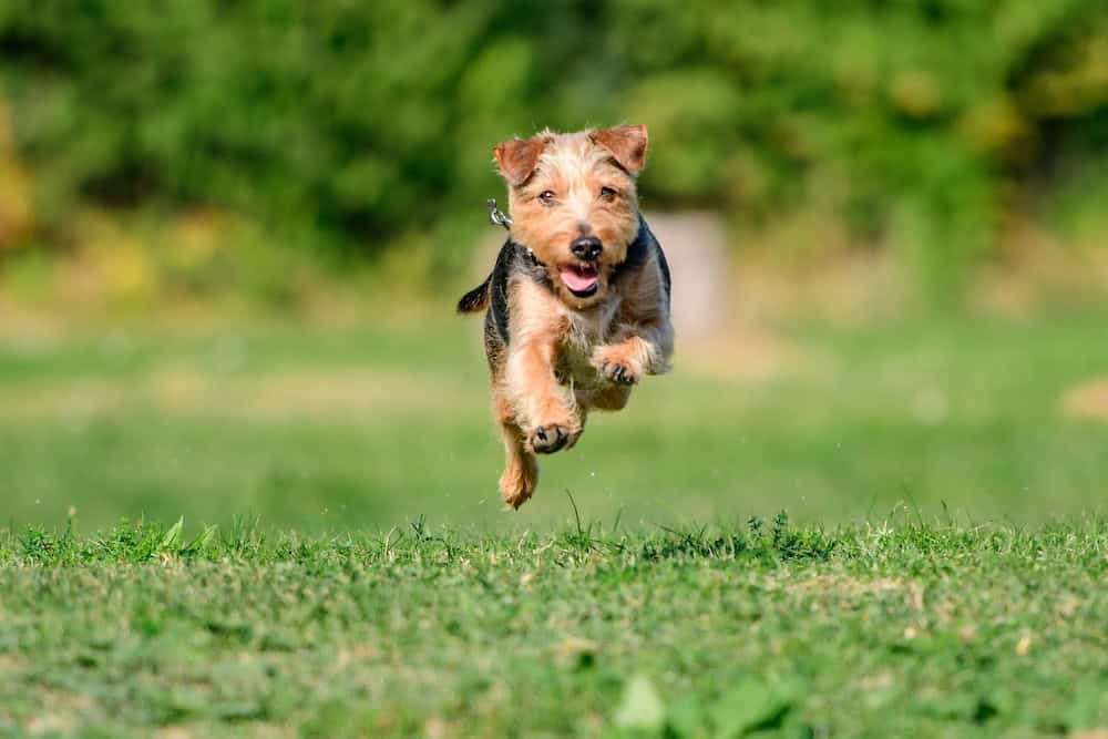 Dog recall training, happy Terrier running towards the camera