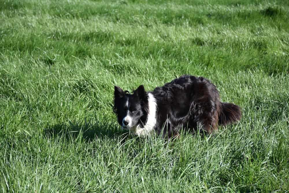 Dog recall training article intense Border Collie lying down in the grass