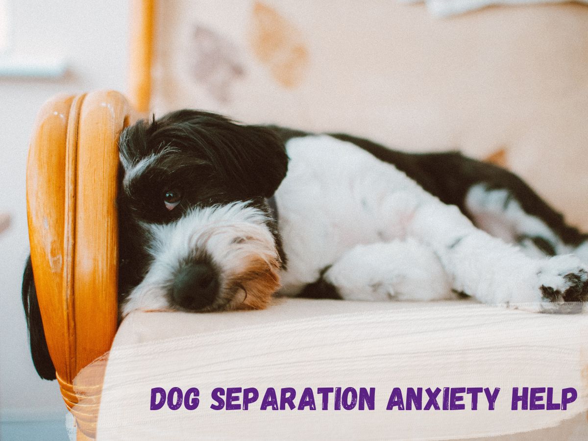 dog separation anxiety help text over a photo of a black and white dog lying in a chair