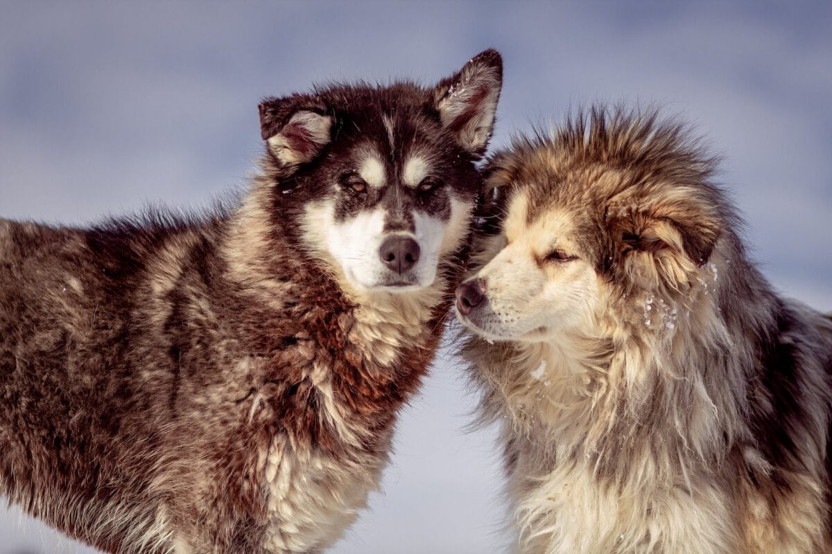 pair of malamute alaskan dogs