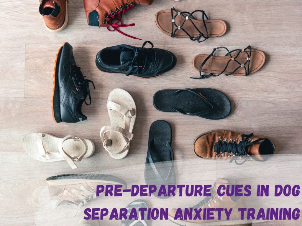 Predeparture cues in dog separation anxiety training text over a photo of an assortment of different shoes
