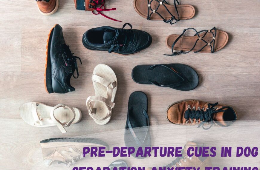 Predeparture cues in dog separation anxiety training text over a photo of an assortment of different shoes