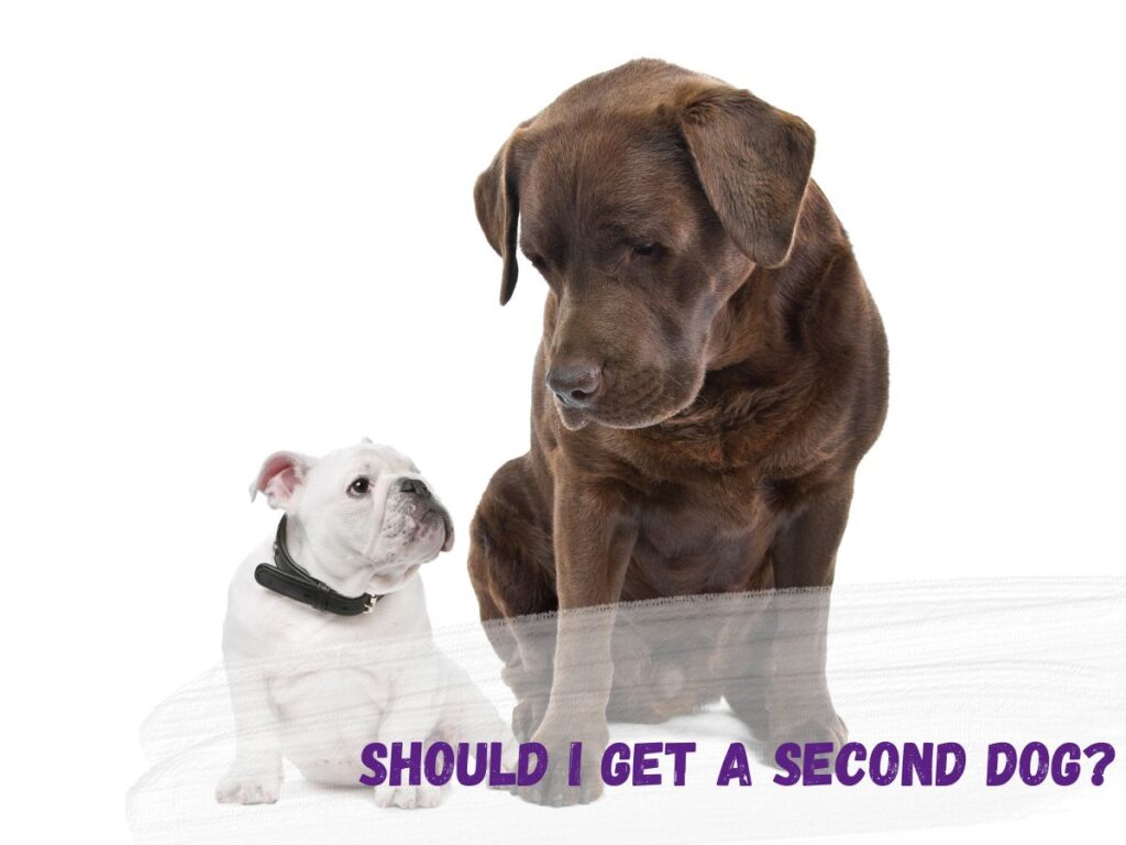 should i get a second dog text over a picture of a white british bulldog puppy and a chocolate labrador