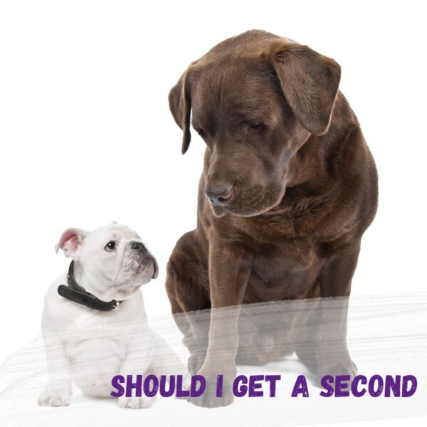 should i get a second dog text over a picture of a white british bulldog puppy and a chocolate labrador