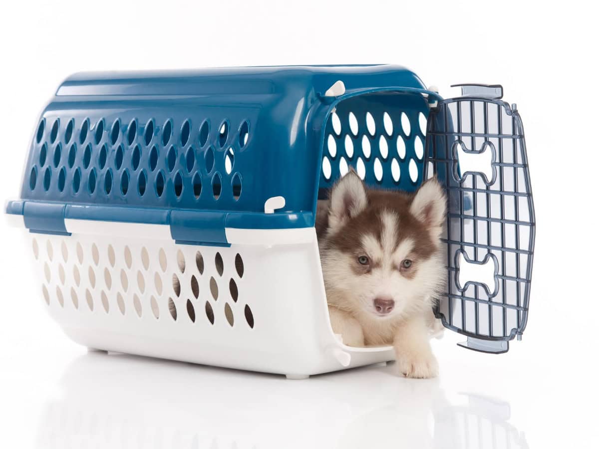 crate training a dog with separation anxiety Husky puppy in a crate