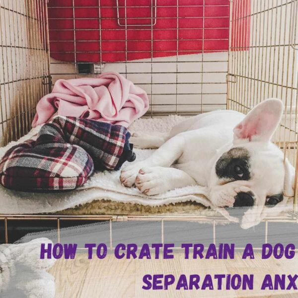 how to crate train a dog with separation anxiety text overlay of a photo of a white french bulldog in a crate