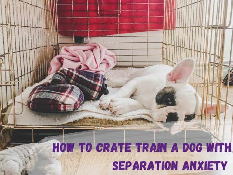 The Pet Coach Dog Separation Anxiety Specialist Certified Companion