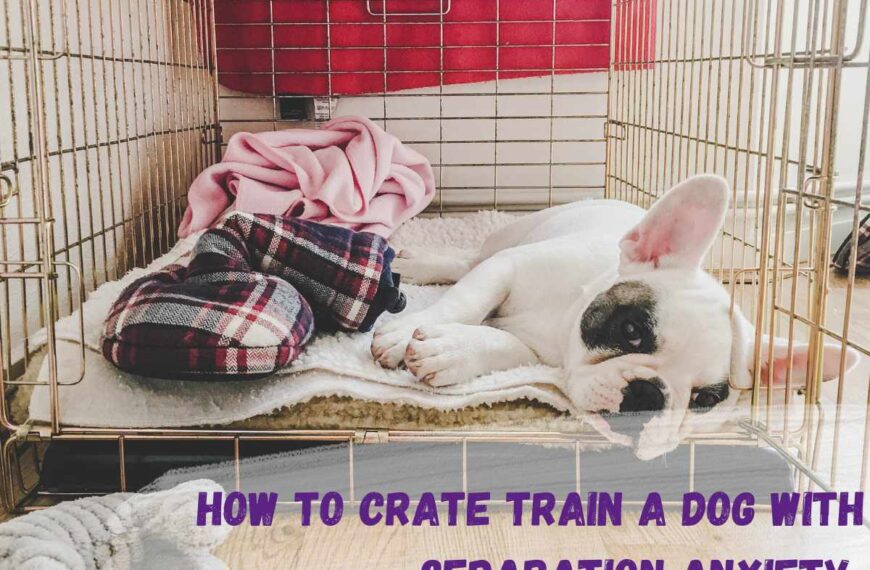 how to crate train a dog with separation anxiety text overlay of a photo of a white french bulldog in a crate