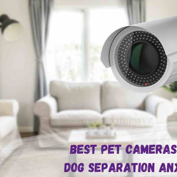 Best Cameras for Dog Separation Anxiety purple text over image of a home CCTV camera in a white and cream coloured lounge