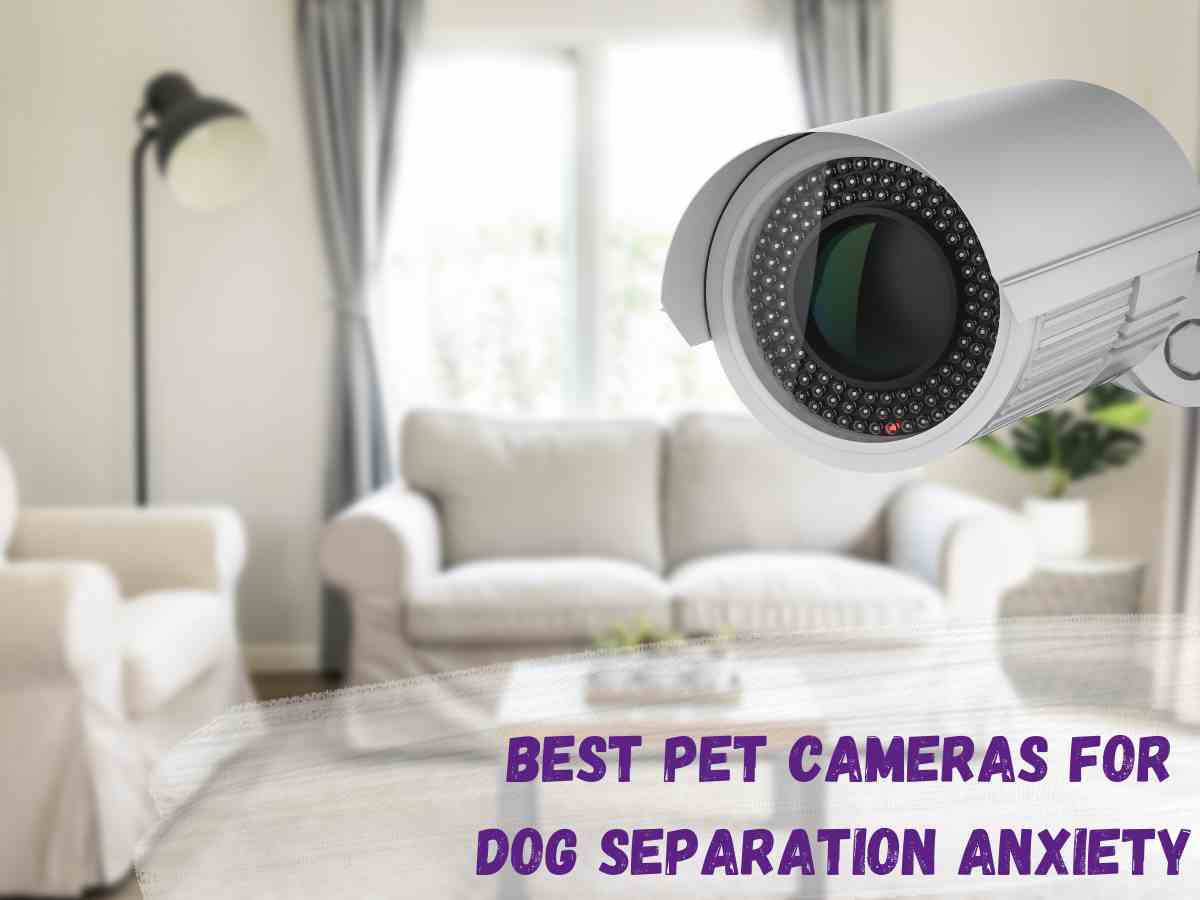 Best Cameras for Dog Separation Anxiety purple text over image of a home CCTV camera in a white and cream coloured lounge