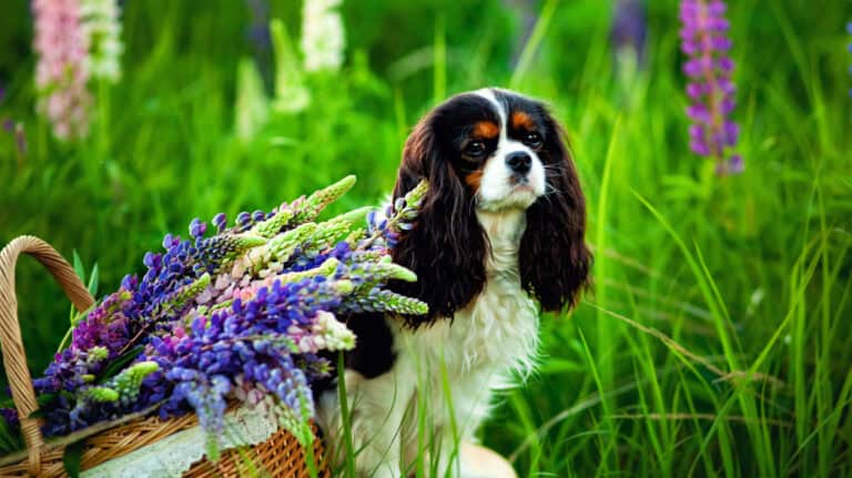 Dog Herbs for Separation Anxiety Cavalier sitting in a garden next to a basket of lavender