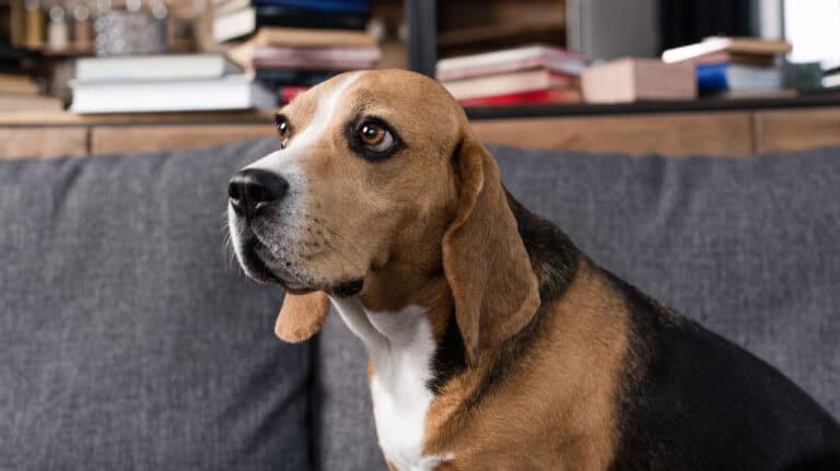 Picture of The Do's and Dont's of Managing Dog Separation Anxiety - The Pet Coach ...