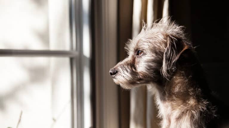 managing dog separation anxiety - window watched