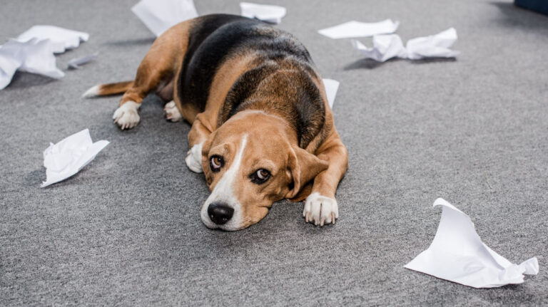 The Do's and Dont's of Managing Dog Separation Anxiety - The Pet Coach ... - Causes Of Dog Separation Anxiety Odd Eating Behaviors
