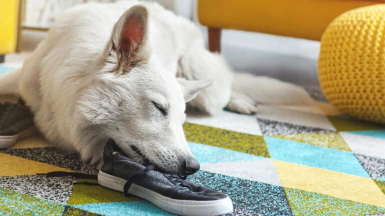 My Dog Destroys the House When I Leave white shepherd chewed a show