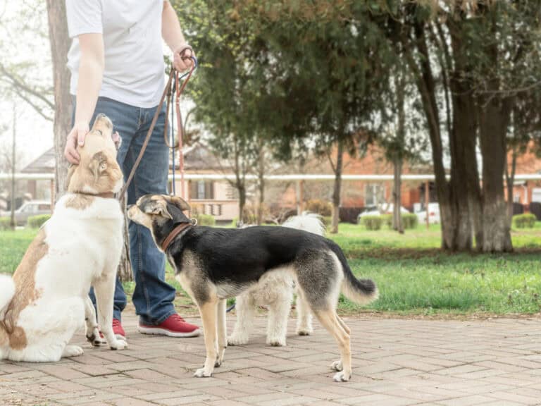 How to find a dog walker or pet sitter photos of a man with a collection of dogs on leads