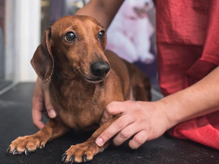 Myths about dog separation anxiety worried looking smooth haired dachshund