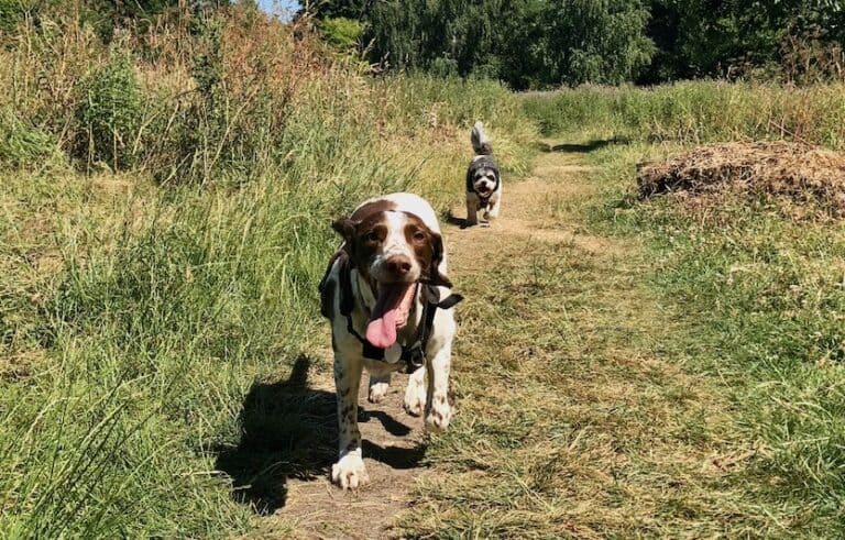 springer Spaniel and Cavachon running towards camera in long grass for recall long lines article