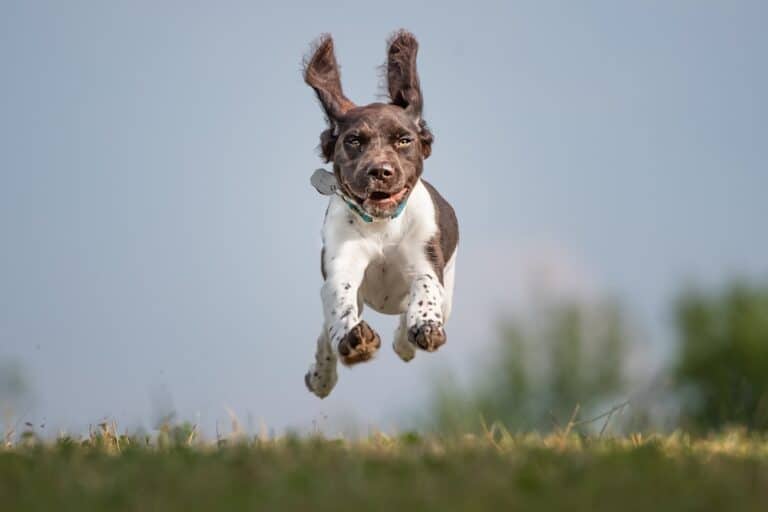 Springer spaniel leaping through the air
